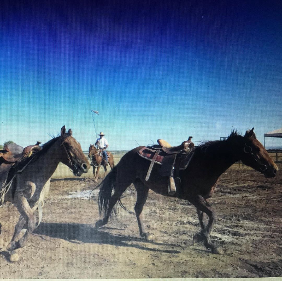 Curso de Horsemanship